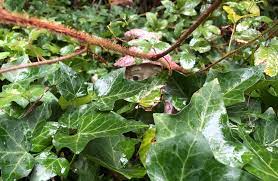 We did not find results for: Photos Mind Your Vines So They Don T Smother Your Garden And The Forest