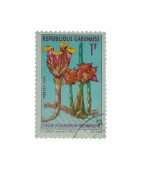 Image result for Aframomum polyanthum