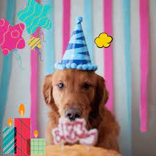 Our original happy birthday gifs is the perfect way to let someone know you care and that you are thinking of them on their special day. Birthday Wishes For Dog Puppy Pet Happy Birthday Dog Gif