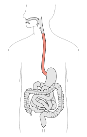 Image result for esophagus