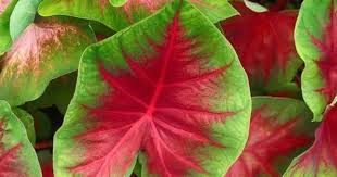 Maybe you would like to learn more about one of these? 7 Jenis Tanaman Hias Berdaun Merah Popmama Com