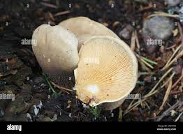Image result for Paxillus panuoides