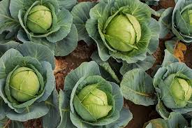 Check spelling or type a new query. How To Harvest Cabbage Gardener S Path