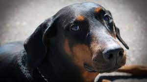 Can A Purebred Doberman Have Blue Eyes 3 Reasons Why It Is Possible