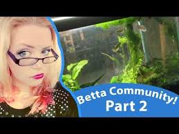 How To Safely Introduce New Betta Fish Into A Community Tank Community Tanks Betta Betta Tank
