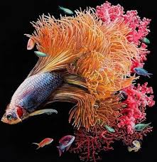 Tak heran kalau ikan cupang plakat begitu familier di dunia internasional sebagai ikan aduan. Galeri Ikan Cupang Terbaik For Android Apk Download