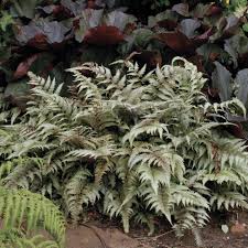 Image result for Athyrium