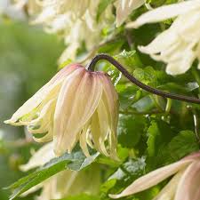 (large 2litre pots and 3feet tall canes) clematis chiisanensis/koreana amber ('wit141205') is fantastic as its almost all yellow! Buy Rhs Chelsea Flower Show Plant Of The Year 2016 Clematis Group 1 Clematis Koreana Amber Wit141205 Pbr 24 99 Delivery By Crocus