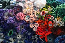 Many reef organisms are living examples of a complicated form of geometry, and crocheting their shapes allows people to work with today the crochet coral reef is made up of thousands of handcrafted corals and reef organisms — created by a network of contributors — that. Crocheted Coral Reef Coral Reef Yarn Bombing Projects