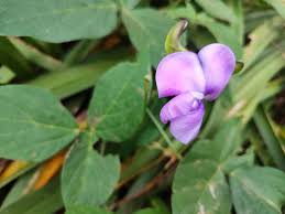 Image result for Vigna vexillata
