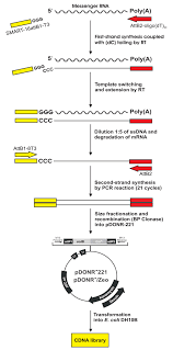 At bank of america, our purpose is to help make financial lives better through the power of every connection. Schematic Diagram Of The Method Used For The Construction Of The Cdna Download Scientific Diagram