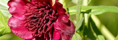 Maybe you would like to learn more about one of these? Pfingstrosen Im Kubel Pfingstrose Paeonia De