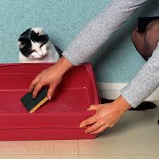 We did not find results for: Comment Nettoyer Une Litiere De Chat La Belle Adresse