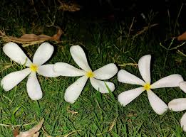 Yellow and red rays with brown centers. Plumeria Flower On Ground Grass Or White Flowers At Night With Yellow Center