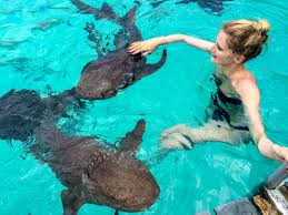 Die bahamas schweine sind ein echtes highlight. Bahamas Schwimmen Mit Den Schweinchen Urlaubsguru