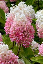 Image result for Hydrangea