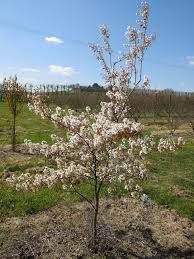 Image result for Amelanchier laevis