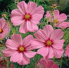 Cosmos Sensation Gloria Pink Flower Seeds Annual 35 Etsy In 2020 Flower Landscape Beautiful Flowers Photography Flowers Photography