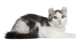 American Shorthair Black And White Cat Breeds Grey And White American Curl Cat American Curl Cat Breeds American Curl Kittens