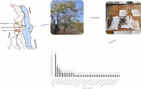 Image result for Eminia antennulifera