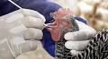 Low Human Risk from Avian Flu Reassured by Health Authorities in Andalucia