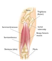 Muscles in lower back and hip. Hamstring Muscle Injuries Orthoinfo Aaos