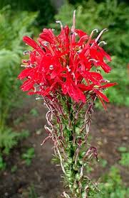 Image result for Lobelia chireensis