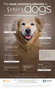 5 Painful Conditions For Dogs Pet Health Insurance Tips