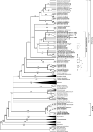 Image result for Afrosciadium