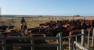 Rural Uruguay Cattle Work 2016 Uruguay Travel Countryside