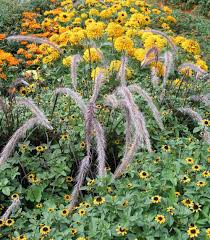 Mit Gelben Stauden Und Sommerblumen Holen Sie Sich Den Sommer Ins Beet Die Gelben Bluten Sorgen Fur Sonniges Flair Und Selbs Blumenbeet Taglilien Sommerblumen