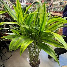 Image result for Dracaena sanderiana