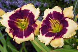 Image result for Blackthorne