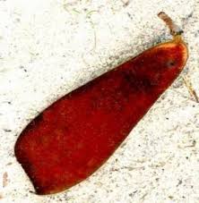 Image result for Peponium chirindense