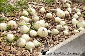 Whole, raw onions can last in the fridge for up to. When And How To Harvest Onions Get Busy Gardening