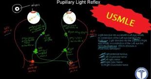 Pupillary Light Reflex Made Easy Part 2 Plus Sample Questions Youtube This Or That Questions Vet School Medical