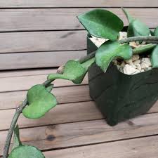 Image result for Ceropegia incana
