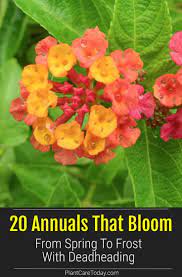 20 Annuals That Bloom From Spring To Frost With Deadheading Lantana Plant Plants Lantana