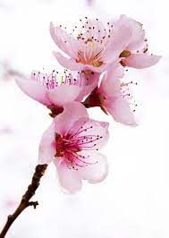 Beautiful Blossoms Flowers Nature Trendy Flowers Blossoms Art