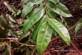 Image result for Campylospermum