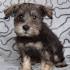 PuppyFind | Miniature Schnauzer Puppies for Sale