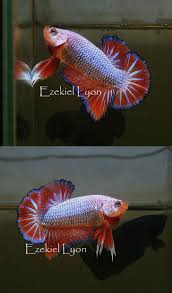 Aquabid Com Halfmoon Plakat Auctions Sat Oct 4 21 05 17 2014 Betta Siamese Fighting Fish Betta Fish