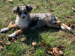 Adorable toy/mini aussies (australian shepherd) for sale! Circle K Farms Teacup Tiny Toys Toys And Miniature Australian Shepherds