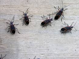 Black Beetle Like Bug In House Why Are There Red And Black Bugs All Over My House Termite Control Box Elder Bugs Insect Control