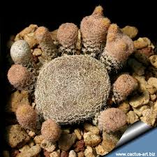 Grafted cactus are also great for diy projects, and are commonly used to add color to container gardens with succulents or other cactus. Puna Clavarioides