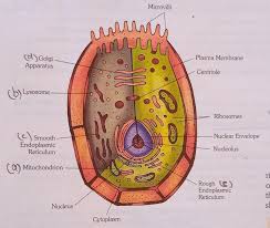We did not find results for: Draw A Neat Labelled Diagram Of Animal Cell And Label A The Powerhouse Of The Cellb Suicidal Bagsc Brainly In
