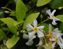 Maybe you would like to learn more about one of these? Trachelospermum Asiaticum Wikipedia