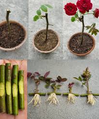 Image result for cuttings of roses