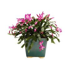 I have an ancient christmas cactus that i've had for years. Christmas Cactus Plant At Rs 110 Piece Cactus Plants Id 16013882948
