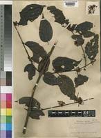 Image result for Keetia hispida